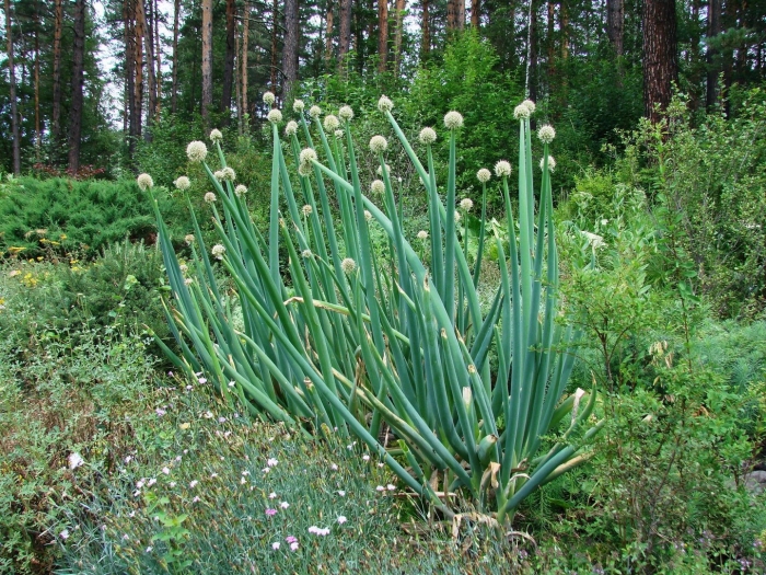 Лук алтайский горный