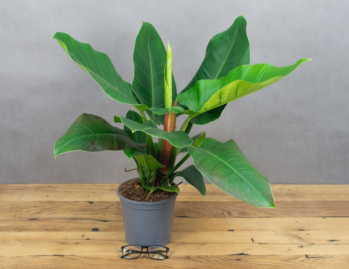 Филодендрон империал грин