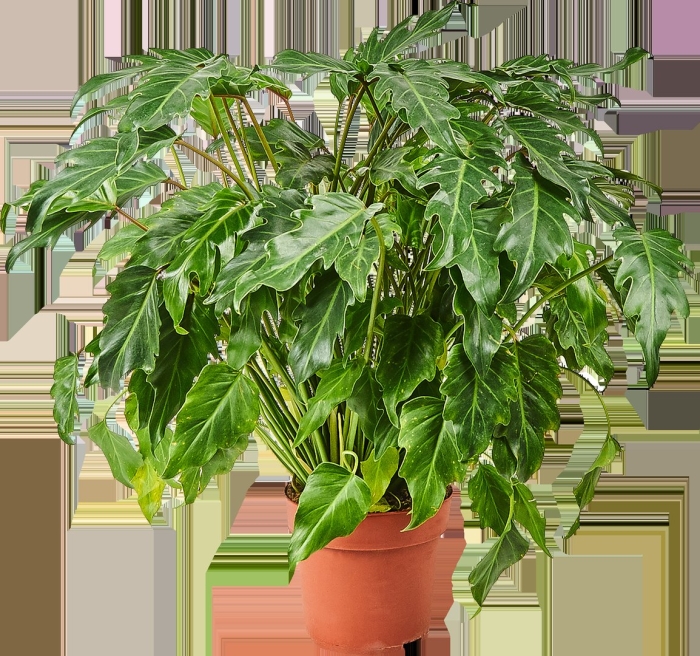 Филодендрон ксанаду