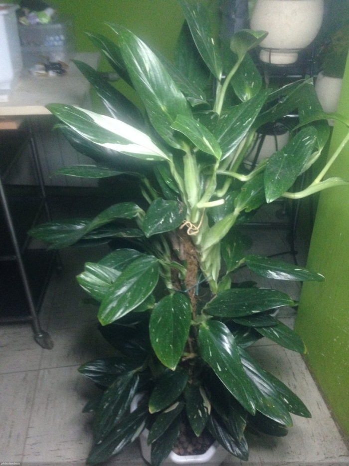 Филодендрон кобра