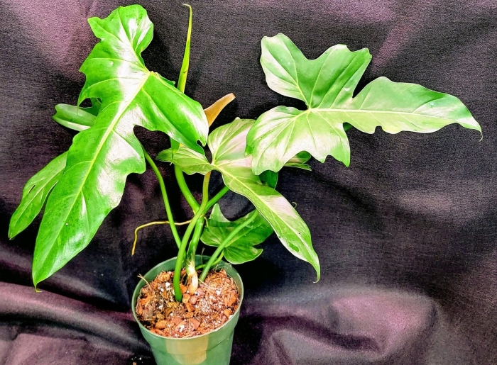 Филодендрон зеленый