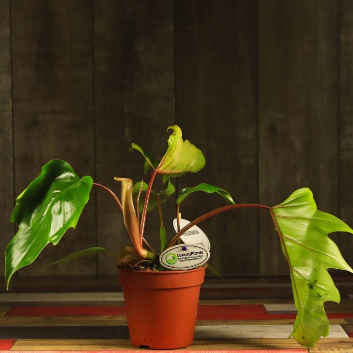 Филодендрон орнатум содирой