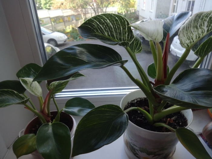 Филодендрон мунлайт