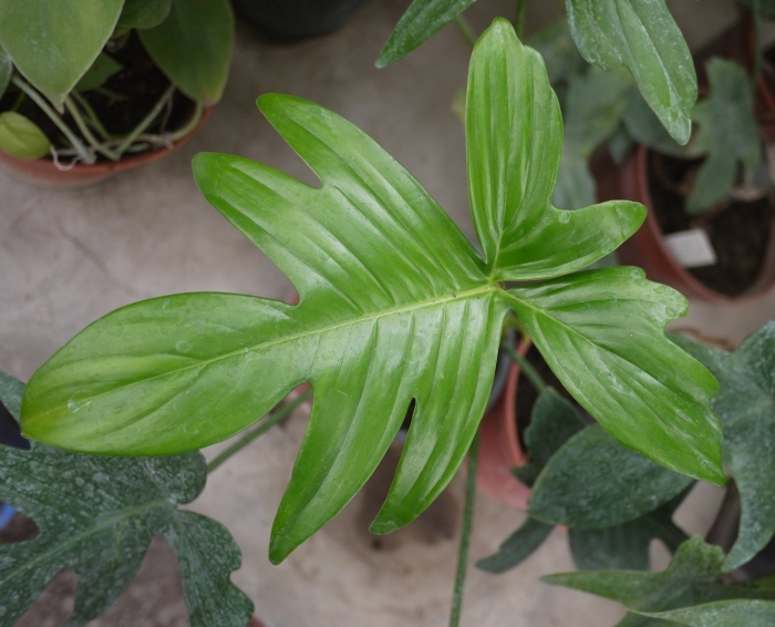 Филодендрон радиатум