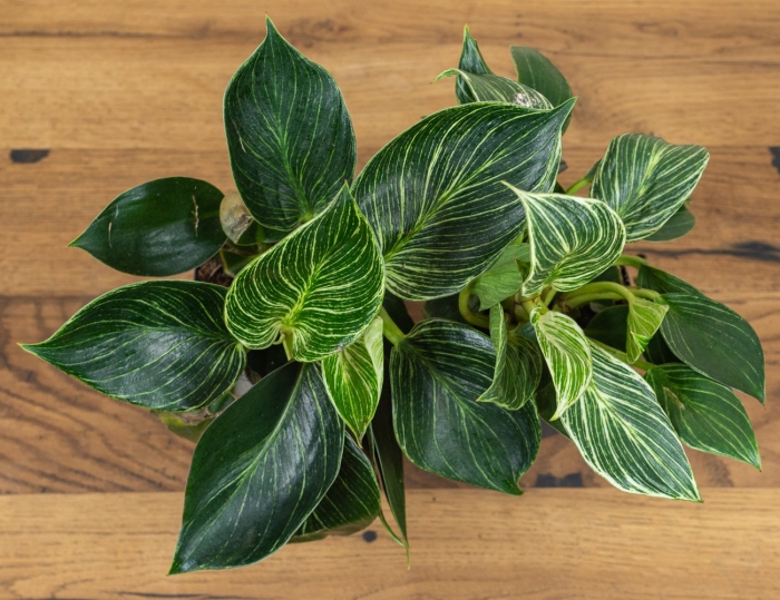 Филодендрон биркин