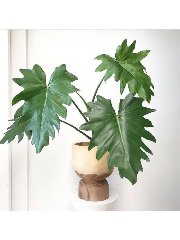 Philodendron lacerum
