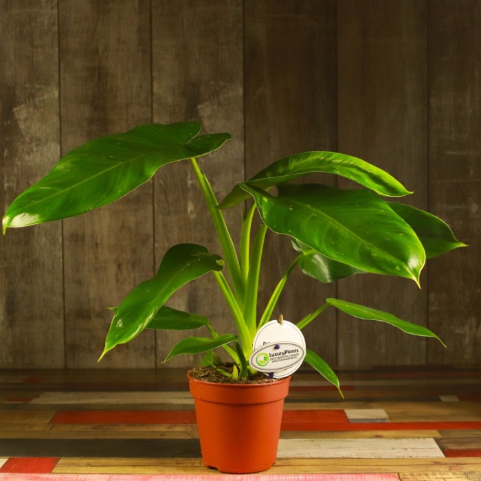 Филодендрон грин вандер