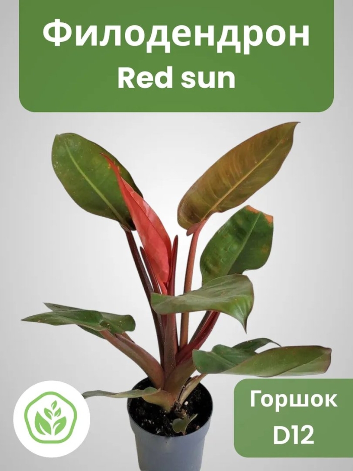 Филодендрон red sun