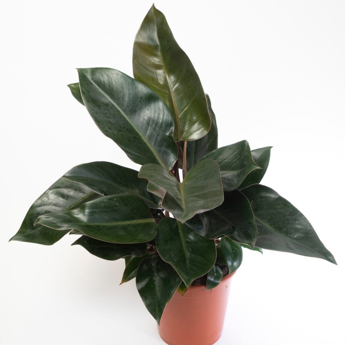 Филодендрон империал ред