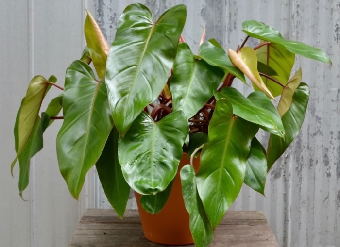 Филодендрон дваждыперистый