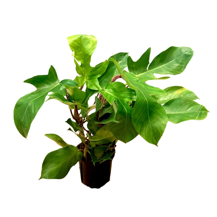 Филодендрон комнатные