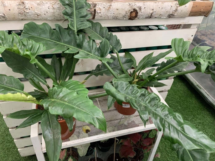 Филодендрон нэрроу