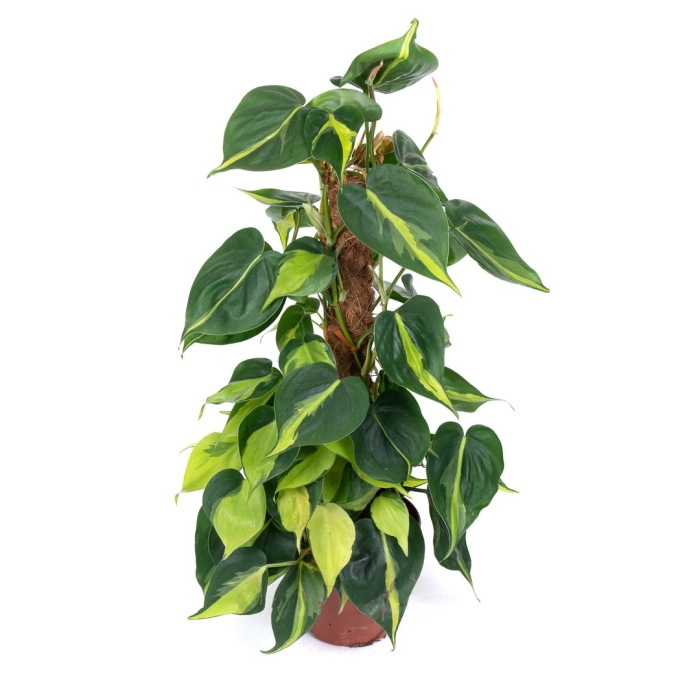 Филодендрон сканденс бразил моссток