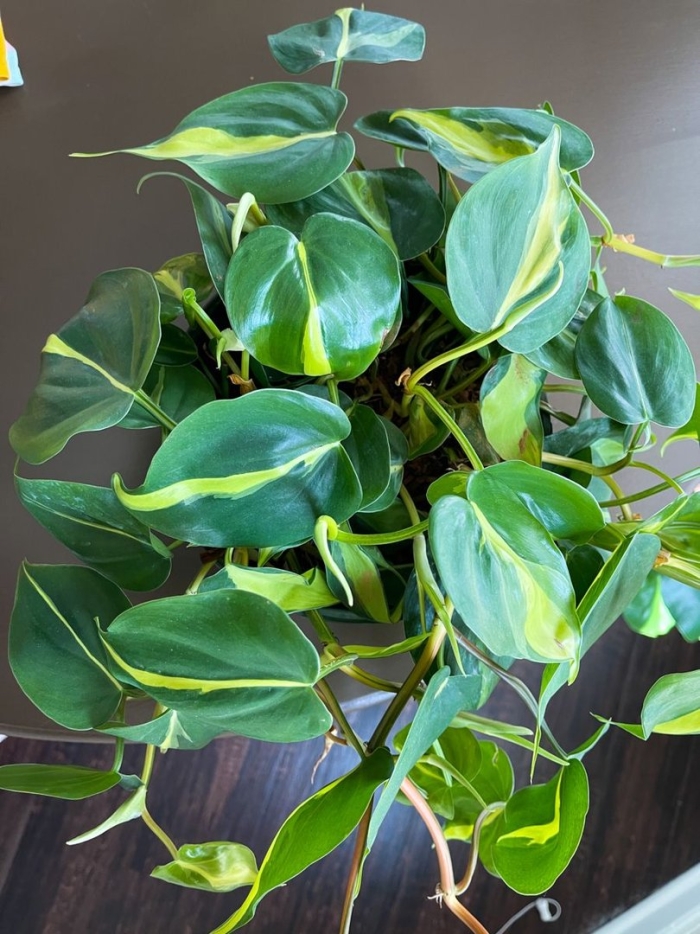 Сциндапсус сканденс бразил