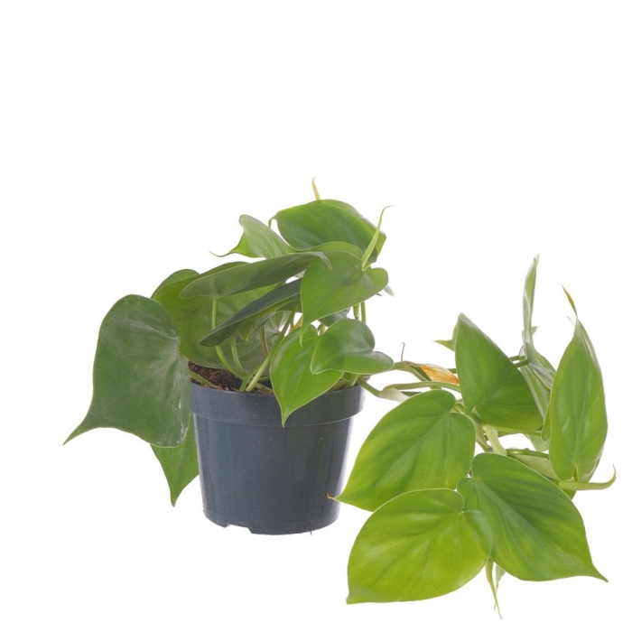 Филодендрон сканденс