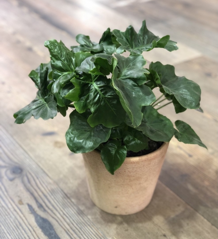 Комнатное растение филодендрон