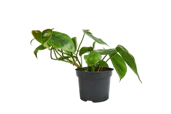 Сканденс бразил филодендрон