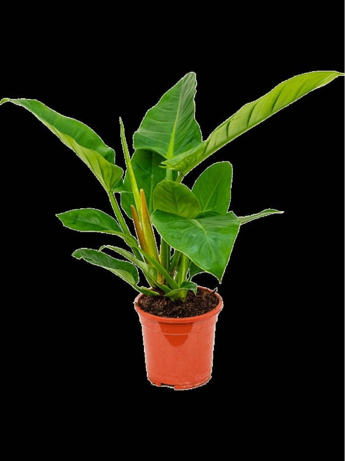 Филодендрон империал грин