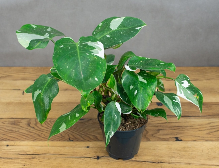 Филодендрон конго грин