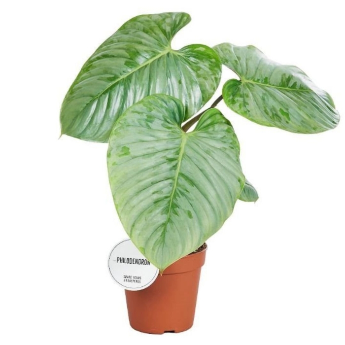 Филодендрон содирои