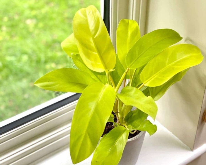 Малай голд филодендрон