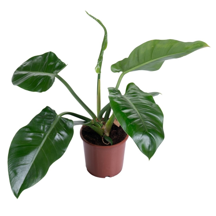 Филодендрон империал грин