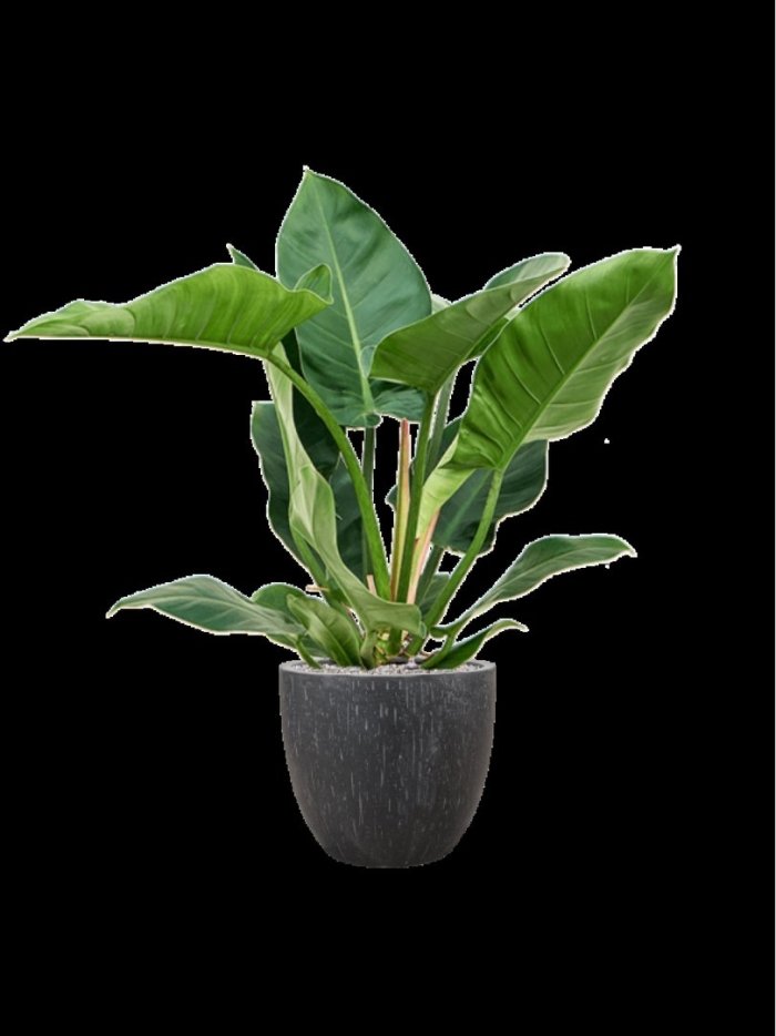 Филодендрон империя грин