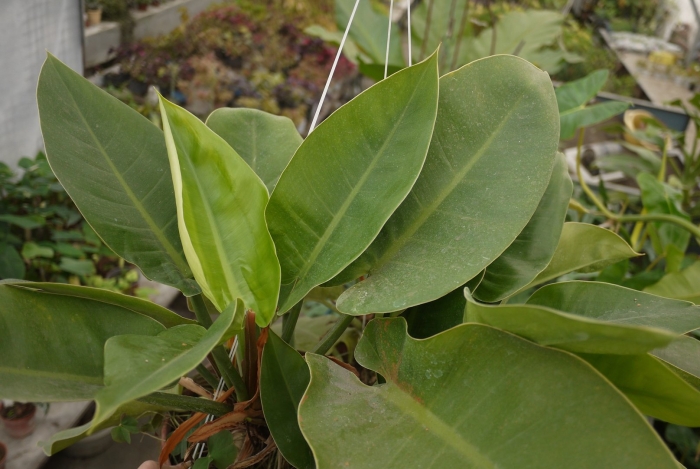 Филодендрон эмеральд квин