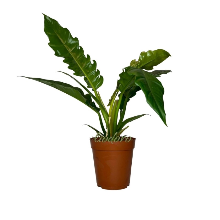 Филодендрон нарроу эскейп