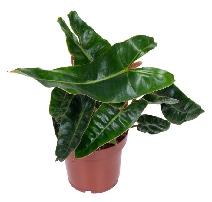 Philodendron billietiae