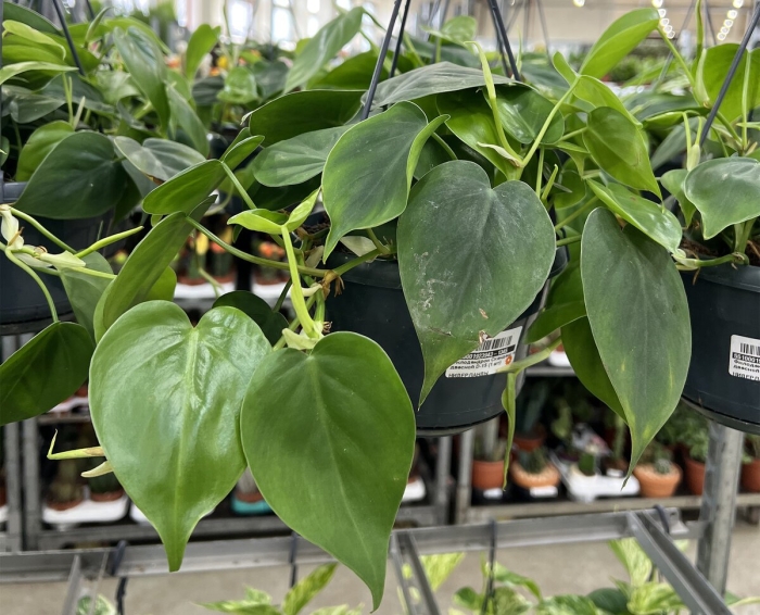 Филодендрон сердцевидный