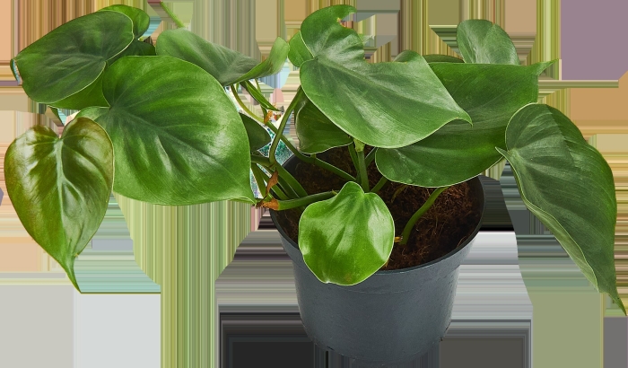 Филодендрон сканденс бразил