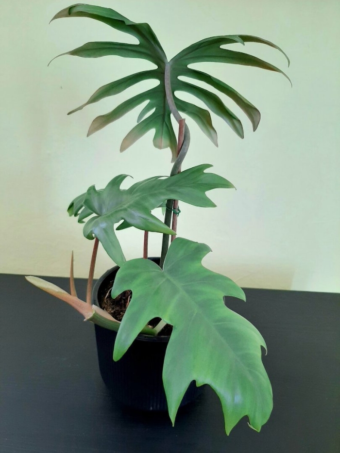 Филодендрон майо