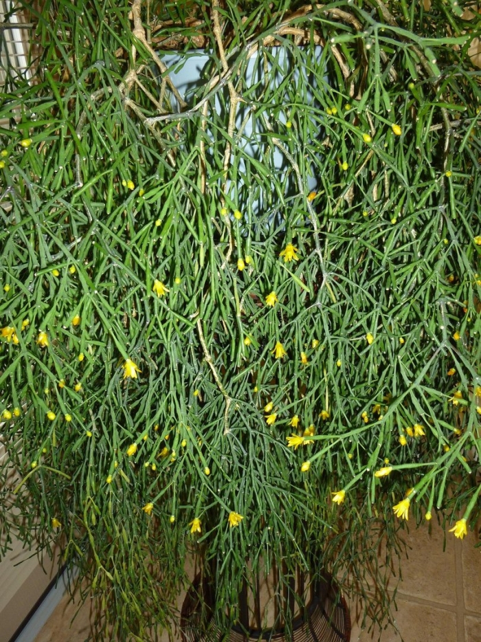 Молочай тирукалли палочник