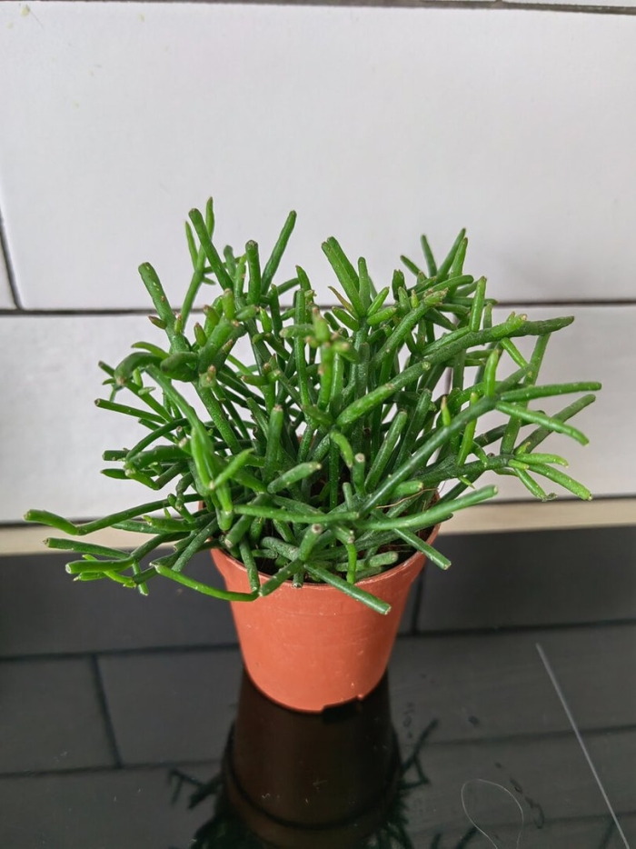 Rhipsalis heteroclada