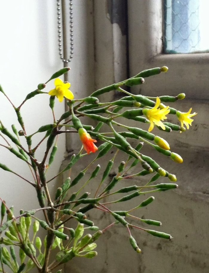 Рипсалис хатиора