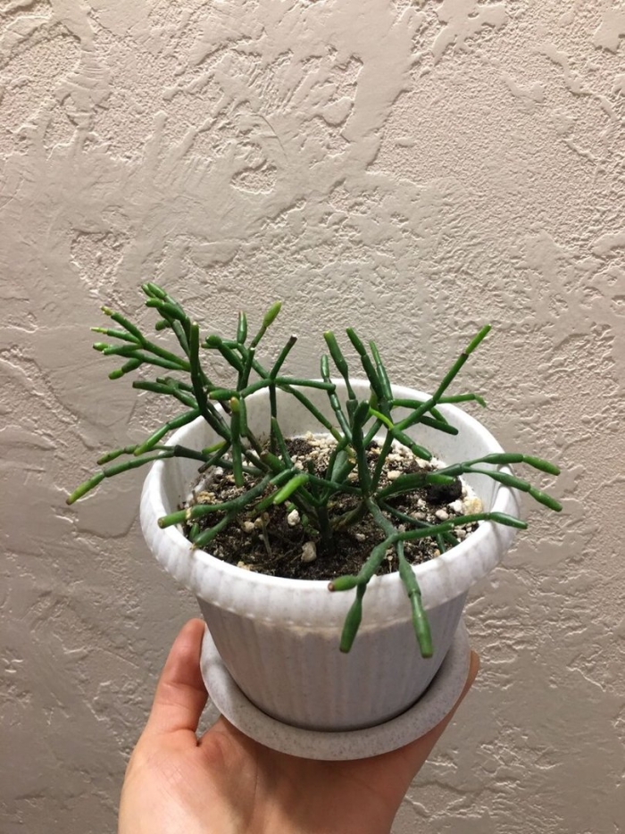 Молочай тирукалли (euphоrbia tirucаlli)