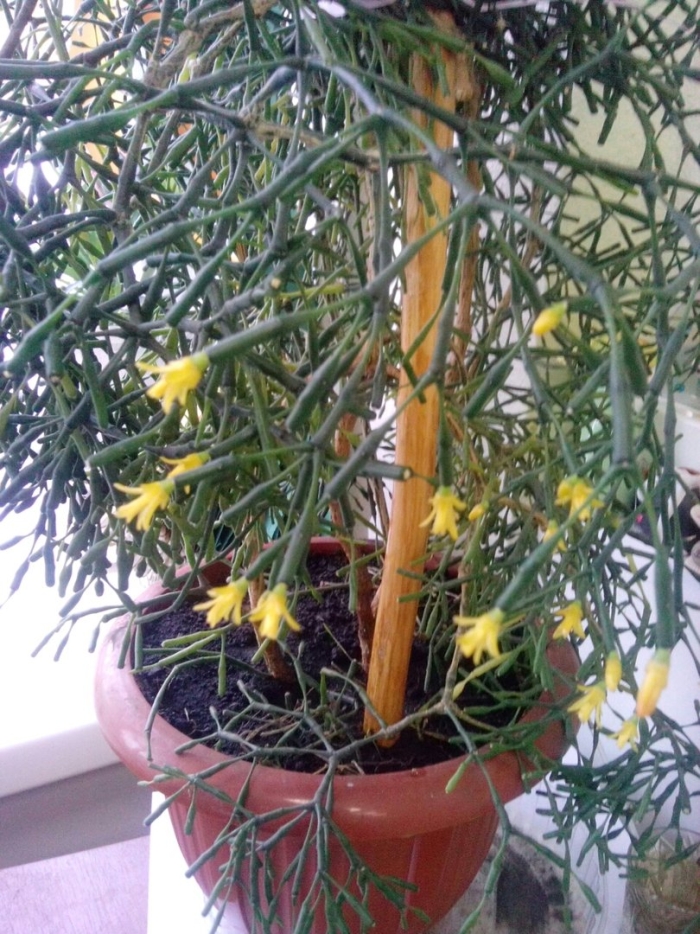 Суккулент хатиора