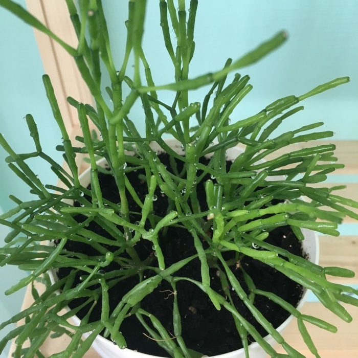 Суккулент хатиора