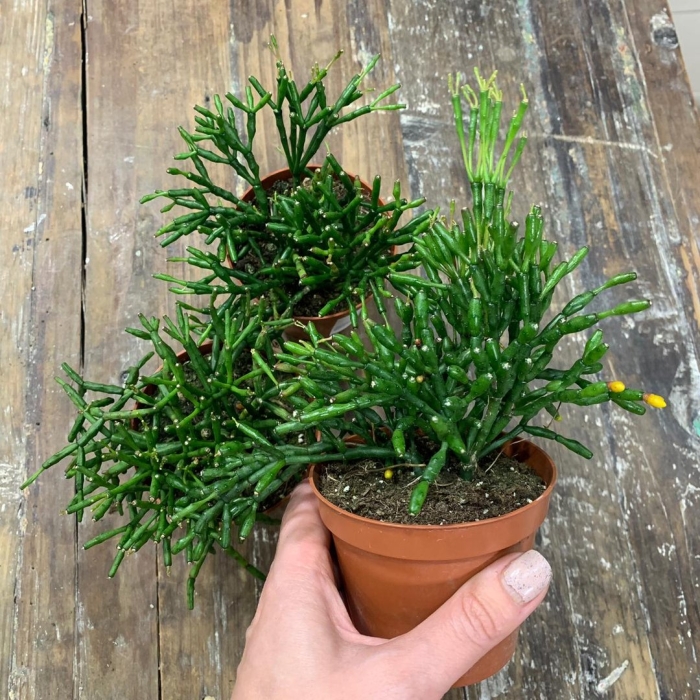 Цветок хатиора