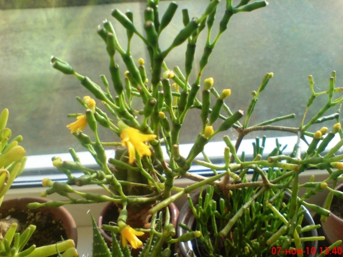 Кактус хатиора солеросовая