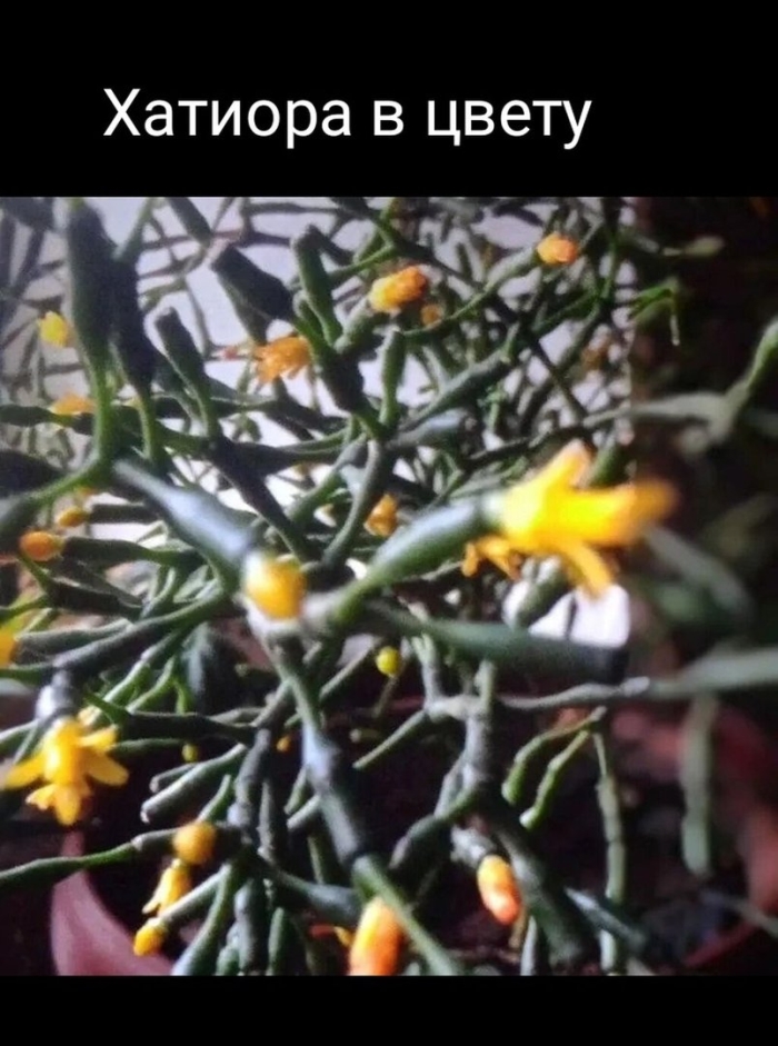 Хатиора кактус