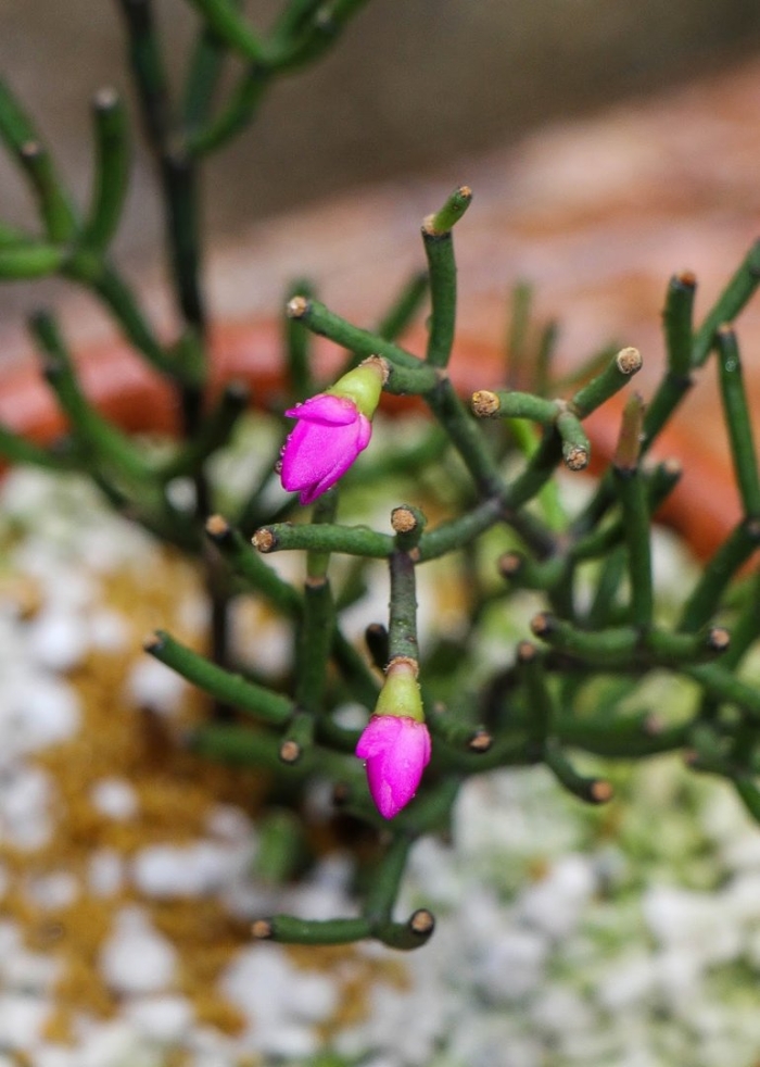 Хатиора гермина