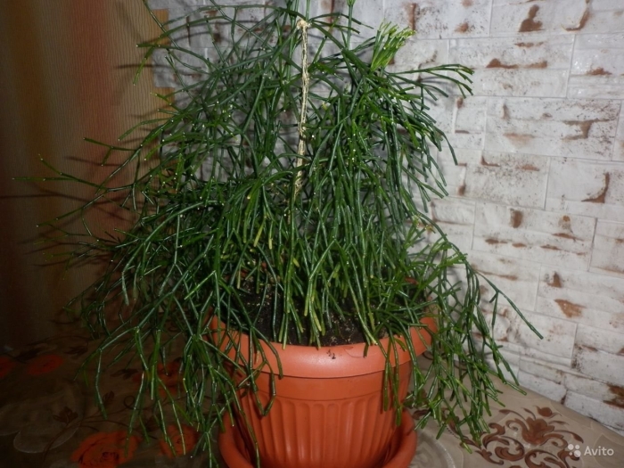 Цветок хатиора солеросовая