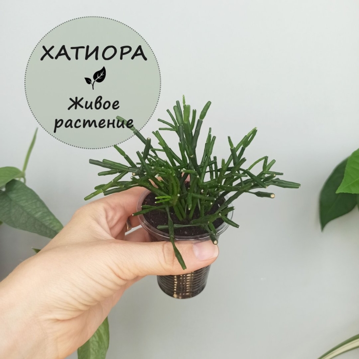 Хатиора комнатный