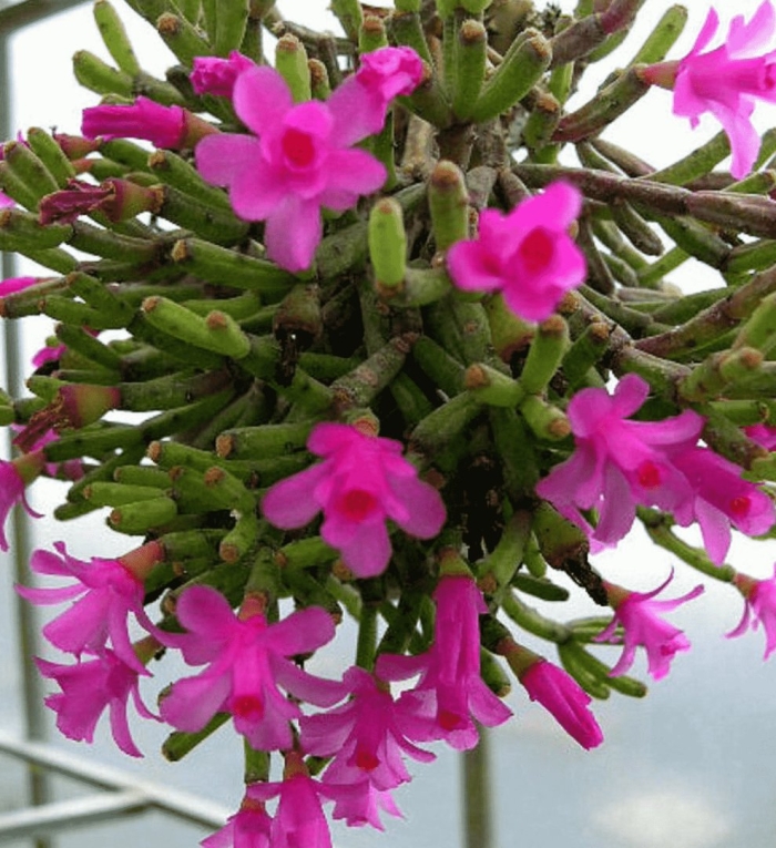 Хатиора солеросовая