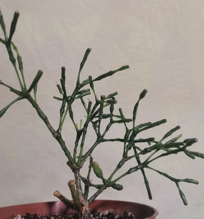 Хатиора солеросовая