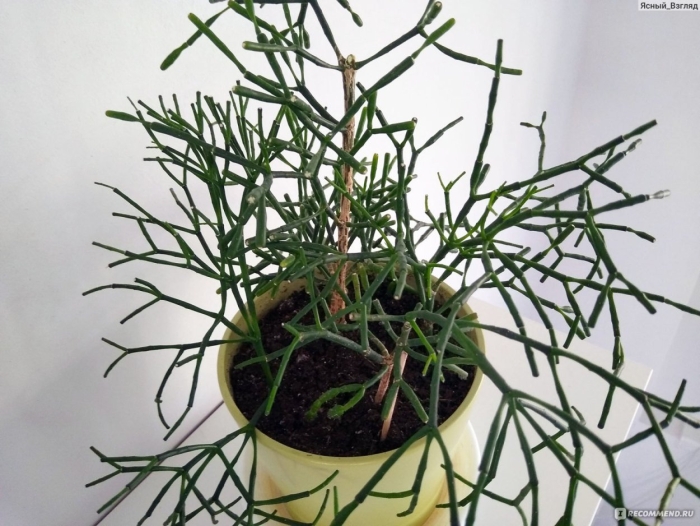 Хатиора палочник