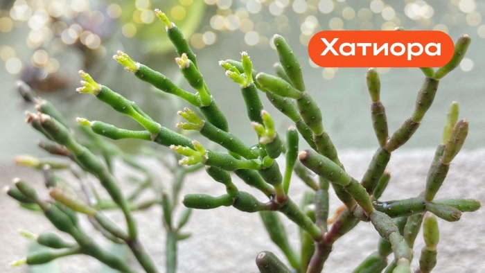 Кактус хатиора солеросовая