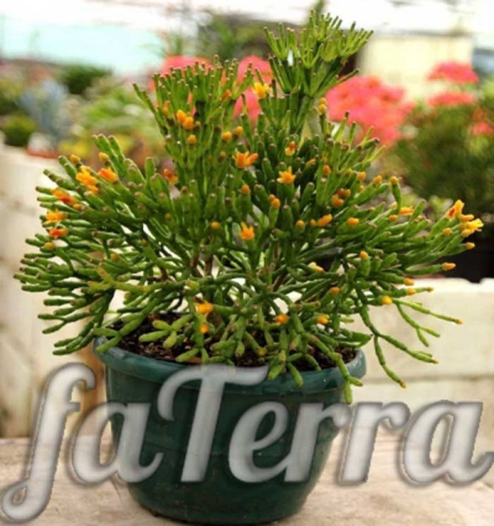 Хатиора солянковидная